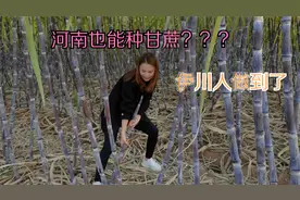 河南也能种甘蔗？这位大叔做到了，让落户河南的甘蔗又脆又甜。视频封面