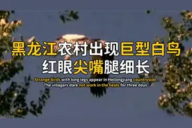 黑龙江山村出现巨型白鸟，红眼尖嘴腿巨长，村民为了它三天不耕地视频封面