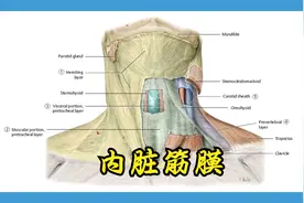 颈部的筋膜-内脏筋膜视频封面