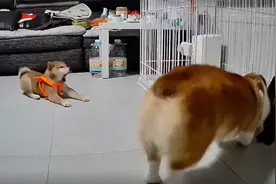 柴犬从沙发摔落下巴着地，声音清脆痛苦惨叫，一旁柯基反应惹爆笑视频封面