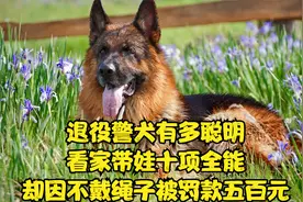 退役警犬糯米有多聪明，看家带娃十项全能，却因不戴绳被罚款五百视频封面