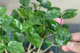 茉莉花新叶褶皱，恢复谨记2点，否则花期没花开！视频封面