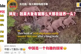 云南大象北迁火到了国外，两头大象喝了酒日本网友爆笑评论！视频封面