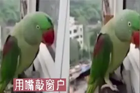 鹦鹉离家出走反悔，站窗外不停敲窗迫切喊“妈妈”，叫声深入人心
