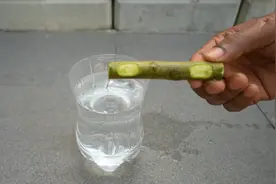 塑料瓶装水，在水面上放一根树枝，不用生根剂，一样生根发芽视频封面