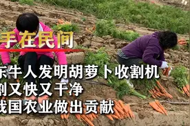 山东牛人发明胡萝卜收割机，一人收割上百亩，极大降低人工成本视频封面