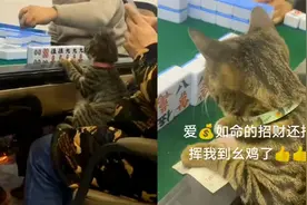 猫咪经常陪主人打麻将，一上牌桌满脸认真太逗乐：赌神都自愧不如视频封面