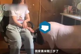 号称长不大的小香猪长大了，女生养300斤香猪当宠物视频封面