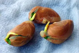 不花钱的室内装饰绿植之五，菠萝蜜如何从种子开始培育