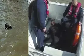 江苏一男子20万打赏女主播，积蓄耗尽羞愧跳河，被救后大哭不止视频封面
