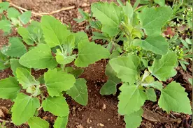 灰灰菜，农村随处可见的野菜，摘回家随手一蒸，鲜嫩营养，真美味视频封面