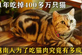 躲过中国人的筷子，却没躲开越南人的大刀！越南人吃猫有多疯狂？视频封面