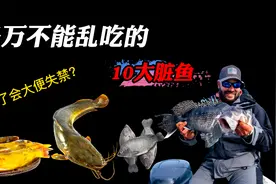 世界上最“脏”的10种鱼，可不止有寄生虫和重金属，千万别乱吃视频封面