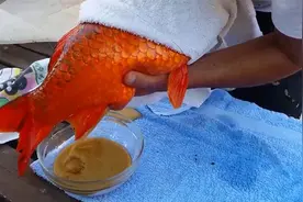 金鱼肚子鼓鼓囊囊，用手一按，一股“奶油”就飙出，还越飙越多视频封面