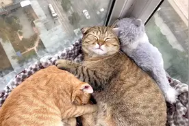 被宠物猫咬出血需要打狂犬疫苗吗？宠物博主一脸淡定地说：浪费钱视频封面