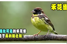 原来在我国随处可见的禾花雀，吃了真能壮阳？为何现在看不见了？视频封面