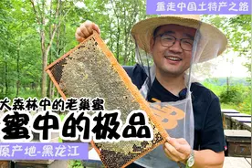 蜂蜜中的极品是什么样的？让我们一起探寻原产地，走进东北黑龙江视频封面