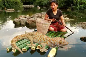 柬埔寨吃货大娘，搞野抓获3只壁虎，看她是如何烹饪成美味的~视频封面