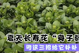 夏天长寿花“身子弱”容易黑腐烂根，做好这几点有助度夏视频封面