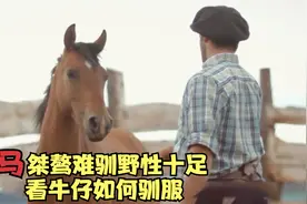 野马桀骜难驯，看套马的汉子如何驯服野马视频封面