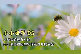 动物的神奇本能：工蜂外出采蜜，如何才能保证自己的安全躲避危险视频封面