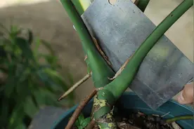 经常在龟背竹这里砍一刀，新叶片长得快又大，观赏性直上升视频封面