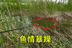 小钓点很给力，酒米撒下去，鱼情暴躁视频封面