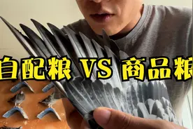 自配鸽粮和买商品粮哪种更合适？找准自己养鸽子的位置才是关键视频封面