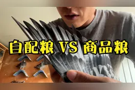 自配鸽粮和买商品粮哪种更合适？找准自己养鸽子的位置才是关键视频封面