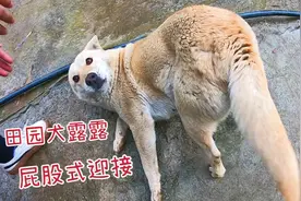 当狗狗用这种方式迎接你，就说明关系已经很铁了，有好吃的快拿来视频封面
