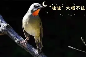只要避过这些坑，保证来年春天让靛颏鸟儿哇哇大唱不住口视频封面