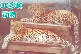 西南最大的动物园：成都动物园视频封面