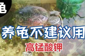为何不能用高锰酸钾给乌龟消毒？高腐蚀毒性强，易使幼龟畸形暴毙视频封面