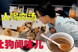 主人喝排骨汤却只让狗狗闻味儿，狗狗可怜巴巴的狂咽口水，太逗了视频封面