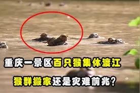 重庆一景区100多只猴子，为啥争相跳江游到对岸？这是灾难前兆？