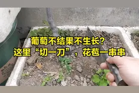 2年的葡萄不结果？这里“切一刀”，花苞一串串视频封面