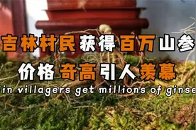 吉林大哥意外发现野山参,售价竟然高达上百万,在村里引起挖参热潮视频封面