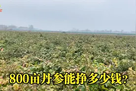 河南百亩丹参已成熟，800亩丹参一年能挣多少钱？老板越说越激动视频封面