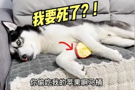 狗狗偷吃苹果，当主人说有毒后，狗狗竟然吓得立马躺地装死！戏精