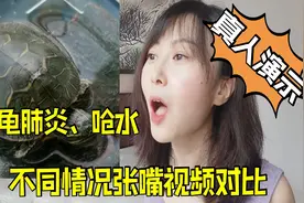 乌龟张嘴到底是呛水还是肺炎？肺炎和呛水的相似点，以及如何区分视频封面