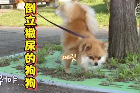 诡异狗狗倒立撒尿，还能边倒立边画画，专家：它在炫技视频封面