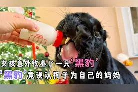 女孩收养一只出生八天的黑豹，却没想到它将狗子误认为自己的妈妈视频封面