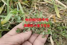 小麦年后啥时间打除草剂，除草效果好，小麦又安全视频封面