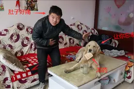 小虎忘了给金毛拿快递，金毛怀恨在心往水里下泻药整小虎，可真坑视频封面