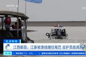 江西都昌：江豚被渔线缠住尾巴，巡护员助其脱困|正点财经视频封面