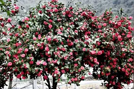 茶花室内养护前，多做一个动作，花苞打开茶杯大视频封面