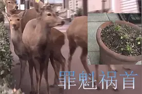 居民的盆栽啃秃了！日本奈良游客大减 奈良鹿没有鹿仙贝上街觅食