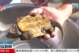 赣州：村民捡到野生龟 竟是国家一级保护动物视频封面