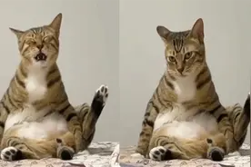 猫咪的迷惑行为！猫咪坐床上闻自己放的屁，生无可恋脸乐坏网友视频封面