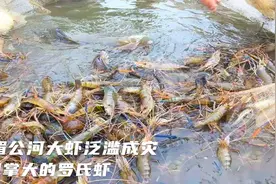 湄公河大虾泛滥成灾，巴掌大的罗氏虾，为何吓得中国吃货直摇头？视频封面